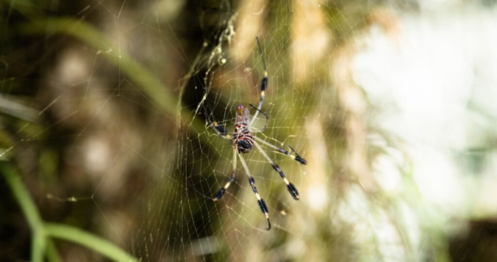 A importância da dedetização de aranhas para saúde 1 dedetização de aranhas